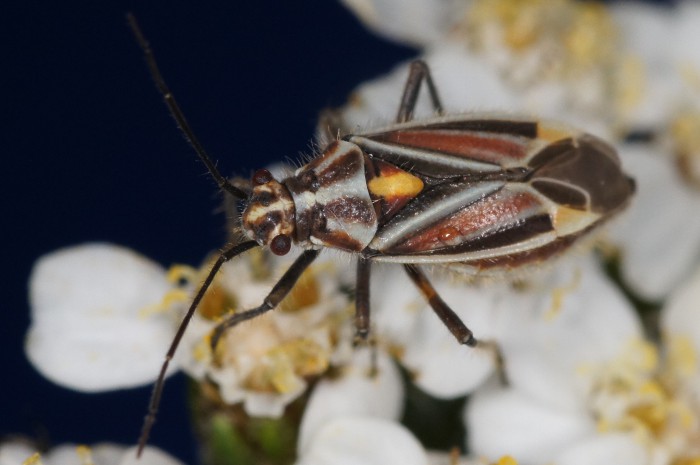 Miridae: Variabilit di Horistus orientalis in Europa